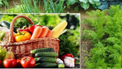 Photo of मुख्यमंत्री बागवानी बीमा योजना का उठाए लाभ