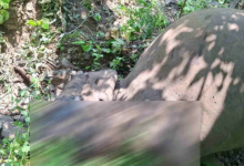 Photo of उत्तराखंड: वन्यजीव सप्ताह; चिंताजनक…राज्य में 25 साल में अप्राकृतिक कारणों से 167 हाथियों की हुई मौत