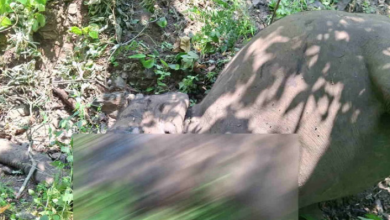 Photo of उत्तराखंड: वन्यजीव सप्ताह; चिंताजनक…राज्य में 25 साल में अप्राकृतिक कारणों से 167 हाथियों की हुई मौत