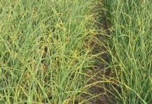 Photo of राज्य स्थापना दिवस; 25 साल में उत्पादन तो बढ़ा, लेकिन खेती का रकबा साल दर साल घटा