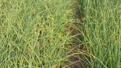 Photo of राज्य स्थापना दिवस; 25 साल में उत्पादन तो बढ़ा, लेकिन खेती का रकबा साल दर साल घटा