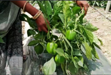 Photo of पंजाब में 1200 से अधिक युवा बने कृषि- बिजनेसमैन