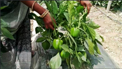 Photo of पंजाब में 1200 से अधिक युवा बने कृषि- बिजनेसमैन