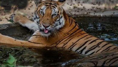 Photo of टाइगर स्टेट मध्य प्रदेश में बाघों की दहाड़ और होगी बुलंद