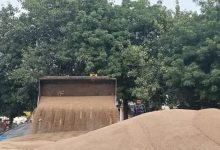 Photo of बाजरा की सरकारी खरीद में देरी: एजेंसियों के लिए नियम बने रोड़ा