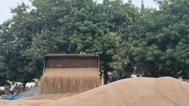 Photo of बाजरा की सरकारी खरीद में देरी: एजेंसियों के लिए नियम बने रोड़ा