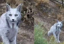 Photo of यहां पर दिखी रहस्यमयी बिल्ली, देखकर चौंक गए वैज्ञानिक