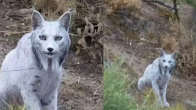 Photo of यहां पर दिखी रहस्यमयी बिल्ली, देखकर चौंक गए वैज्ञानिक