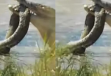 Photo of मगरमच्छ के चंगुल में फंसा अजगर, आखिरी सांस तक लड़ा और फिर जो हुआ…