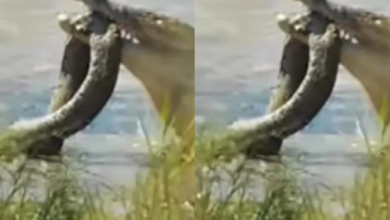 Photo of मगरमच्छ के चंगुल में फंसा अजगर, आखिरी सांस तक लड़ा और फिर जो हुआ…
