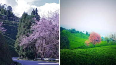 Photo of सिक्किम में छिपा खूबसूरती का खजाना, कम बजट में ऐसे बनाएं घूमने का प्लान