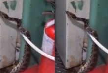 Photo of  ट्रेन के टॉयलेट में छिपा था 10 फीट लंबा अजगर, यात्रियों में मचा हड़कंप