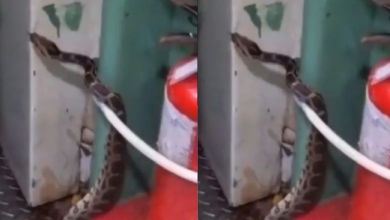 Photo of  ट्रेन के टॉयलेट में छिपा था 10 फीट लंबा अजगर, यात्रियों में मचा हड़कंप