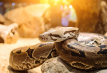 Photo of  ठंड में नजर आने लगेगा ये सांप, होता है बेहद खतरनाक