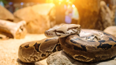 Photo of  ठंड में नजर आने लगेगा ये सांप, होता है बेहद खतरनाक