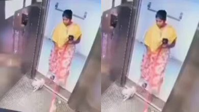 Photo of कामवाली ने लिफ्ट में कुत्ते के बच्चे को पटक-पटककर मार डाला