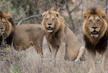 Photo of आखिर क्यों जंगल के 7 शेरों को दी जा रही है मौत की सजा