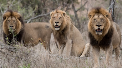 Photo of आखिर क्यों जंगल के 7 शेरों को दी जा रही है मौत की सजा