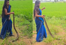 Photo of लड़की ने पकड़ा बड़ा अजगर, सांप ने भी तुरंत किया अटैक