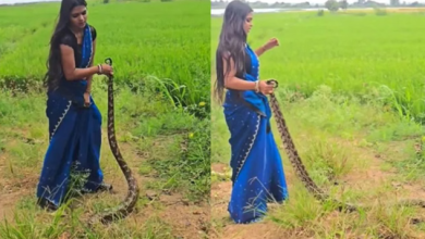 Photo of लड़की ने पकड़ा बड़ा अजगर, सांप ने भी तुरंत किया अटैक