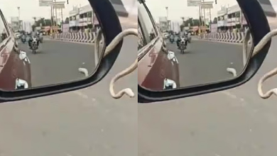 Photo of तमिलनाडु में कार के साइड मिरर से निकला जिंदा सांप
