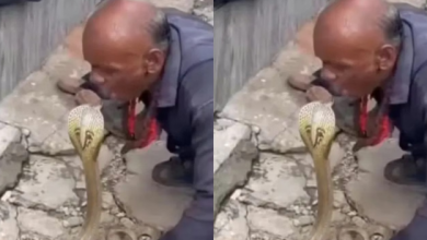 Photo of जहरीले किंग कोबरा को लिपलॉक करते नजर आए चचा