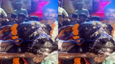 Photo of भैंसे के बर्थडे पर उड़ी नोटों की बारिश, दूल्हे की तरह सजा शेरा