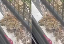 Photo of बेंगलुरु सफारी में मचा हड़कंप, तेंदुए ने बस की खिड़की पर चढ़कर महिला पर किया हमला