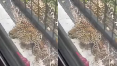 Photo of बेंगलुरु सफारी में मचा हड़कंप, तेंदुए ने बस की खिड़की पर चढ़कर महिला पर किया हमला
