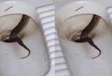 Photo of टॉयलेट सीट उठाते ही दिखा फुफकारता सांप