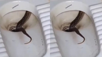 Photo of टॉयलेट सीट उठाते ही दिखा फुफकारता सांप