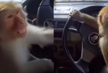 Photo of बंदर ने सड़क पर चलाई कार, पलभर में इंटरनेट पर मचा हड़कंप