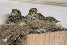 Photo of घर में चिड़िया ने बना लिया है घोंसला, तो भविष्य को लेकर मिल सकते हैं ये संकेत