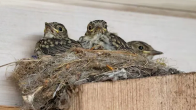 Photo of घर में चिड़िया ने बना लिया है घोंसला, तो भविष्य को लेकर मिल सकते हैं ये संकेत