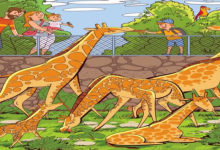 Photo of तस्वीर में छिपकर बैठा है बंदर, 11 सेकेंड में खोज लिया तो माना जाएगा आपको जीनियस