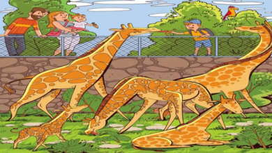 Photo of तस्वीर में छिपकर बैठा है बंदर, 11 सेकेंड में खोज लिया तो माना जाएगा आपको जीनियस