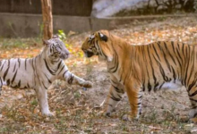 Photo of महाराष्ट्र और मध्य प्रदेशसे राजस्थान लाए जाएंगे बाघ एवं बाघिन