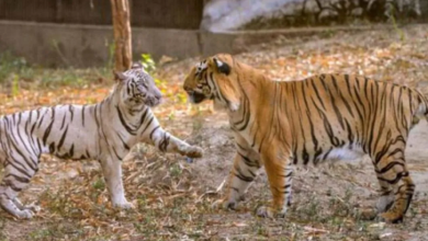 Photo of महाराष्ट्र और मध्य प्रदेशसे राजस्थान लाए जाएंगे बाघ एवं बाघिन