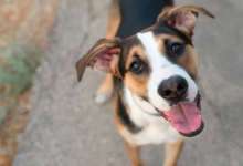 Photo of घरवालों ने की प्रेग्नेंट डॉगी की स्पेशल गोदभराई, सोशल मीडिया पर पिघला लोगों का दिल