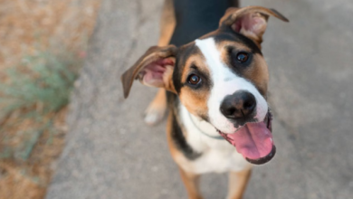 Photo of घरवालों ने की प्रेग्नेंट डॉगी की स्पेशल गोदभराई, सोशल मीडिया पर पिघला लोगों का दिल