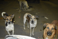 Photo of मेरठ में डेढ़ साल के मासूम को कुत्तों ने नोंचकर मार डाला