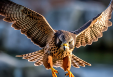 Photo of बाज ने बिजली के तार पर जिंदा चूहा चीरकर निगला,