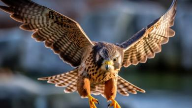 Photo of बाज ने बिजली के तार पर जिंदा चूहा चीरकर निगला,