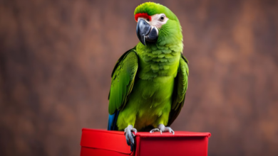 Photo of फोन के दीवाने इस तोते ने मचा दिया धमाल