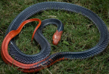 Photo of पानी में तैरता दिखा कई फीट लंबा सांप, सड़क पर दिखा तो लोग डर से चीख पड़े