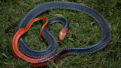 Photo of पानी में तैरता दिखा कई फीट लंबा सांप, सड़क पर दिखा तो लोग डर से चीख पड़े