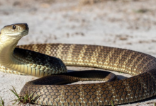 Photo of किंग कोबरा से भिड़ा शख्स, फन सहलाते ही बदला नाग का रंग