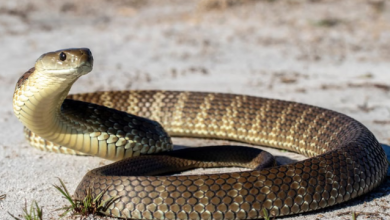 Photo of किंग कोबरा से भिड़ा शख्स, फन सहलाते ही बदला नाग का रंग