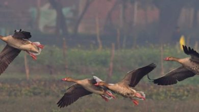 Photo of उत्तराखंड: 144 बर्ड वॉचर ने विभिन्न स्थानों पर देखे 344 पक्षी