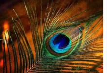 Photo of मोक्षदा एकादशी पर करें मोरपंख और गीता से जुड़े उपाय